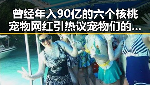 曾经年入90亿的六个核桃宠物网红引热议宠物们的明星生活